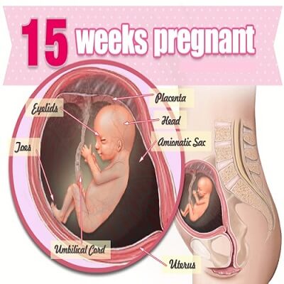 هفته پانزدهم بارداری