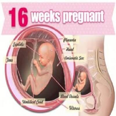 هفته شانزدهم بارداری