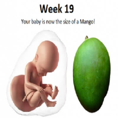 هفته نوزدهم بارداری