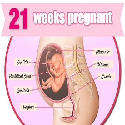 هفته بیست و یکم بارداری
