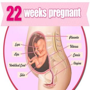 هفته بیست و دوم بارداری