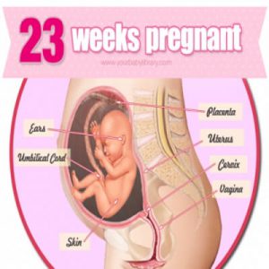 هفته بیست و سوم بارداری