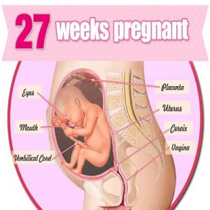 هفته بیست و هفتم بارداری