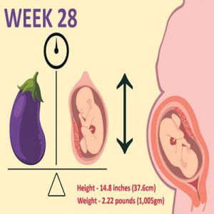 هفته بیست و هشتم بارداری